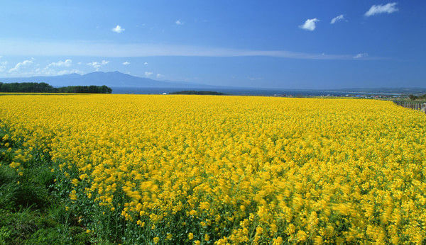 花海6.jpg 花海6.jpg